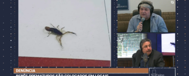 Escorpião em maternidade de São Paulo