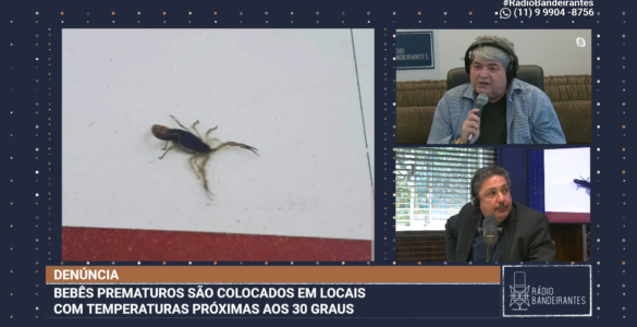 Escorpião em maternidade de São Paulo
