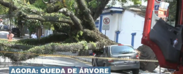 Sem chuva, árvore gigante cai em cima de carro estacionado em rua de SP