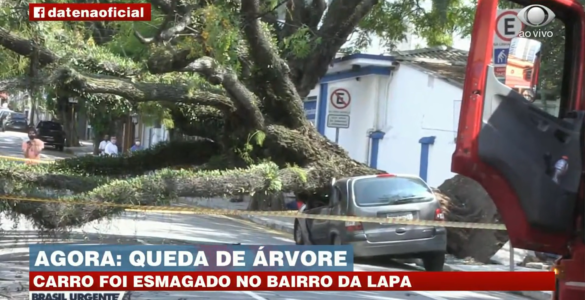 Sem chuva, árvore gigante cai em cima de carro estacionado em rua de SP