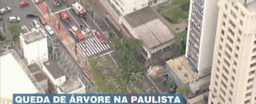 Árvore na Avenida Paulista