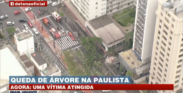 Árvore na Avenida Paulista